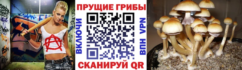 Галлюциногенные грибы прущие грибы  Купить закладки  Ардон 